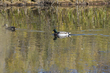 A Male Mallard Duck in Water