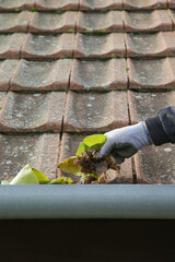 Cleaning the gutter from autumn leaves before winter season. Roof gutter cleaning process.