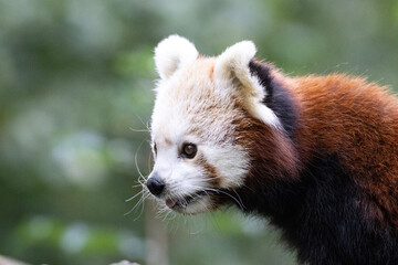 Fototapeta premium red panda in zoo