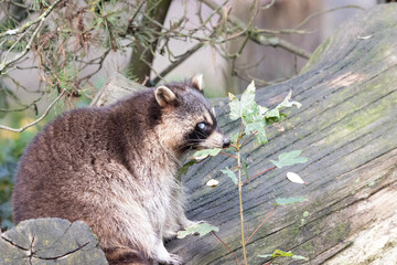 raccoon on a tree