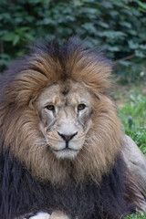 portrait of a lion