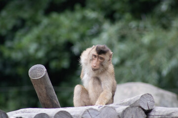 portrait of a macaque