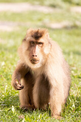baboon sitting on a tree