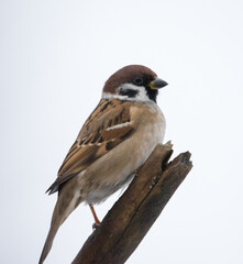 Eurasian Tree Sparrow, Burung-gereja erasia, Skovspurv, 麻雀, Feldsperling, pardal-montês, Moineau, スズメ, воробей, полевой воробей