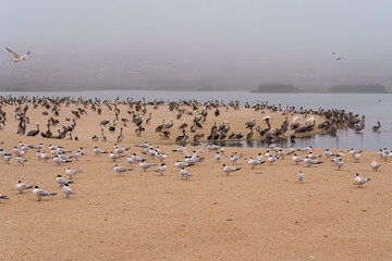 Large group of birds, least tern, pelicans, seagulls, on the beach, Guadalupe Dunes, California