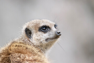 meerkat on guard