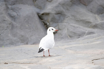 seagull on the beach