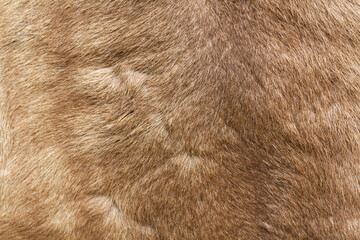 Close-up of animal fur