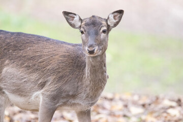 white deer