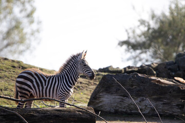 zebra eating grass