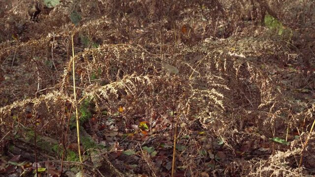 Brown dried ferns in a quiet forest as summer transitions to autumn. Slider right to left.