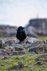 crow on the beach