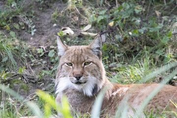 portrait of a lion