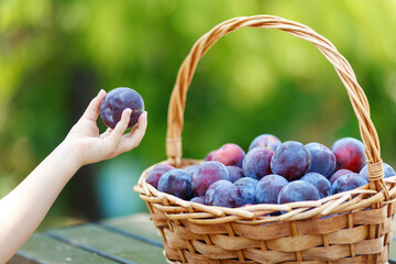 Child hand taking plum harvest. Plums in a wicker basket on the wooden table. Harvesting fruit from...