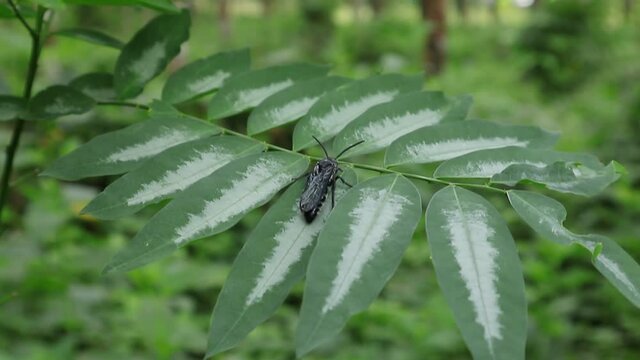A black wasp rests on top of a star gooseberry leaf