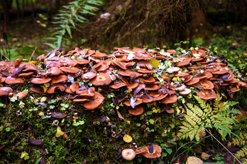 Large clearing of edible mushrooms - opyat. Autumn mushroom picking in the forest.