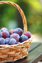 Plum harvest. Plums in a wicker basket on the wooden table. Harvesting fruit from the garden.