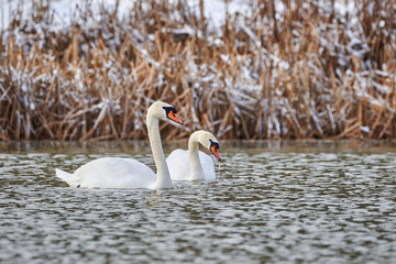 Mute swans couple in the winter season (Cygnus olor)