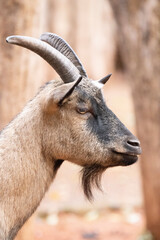 portrait of a goat