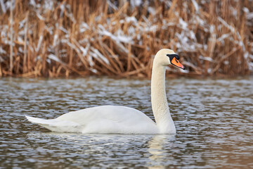 Mute swan in the winter season (Cygnus olor)