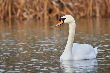 Mute swan in the winter season (Cygnus olor)
