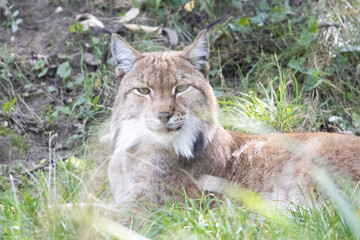 lynx in the grass