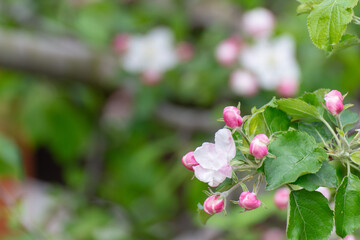 Blossoming apple tree branch on dark background