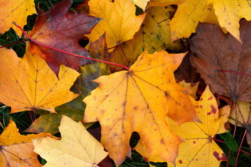 Naklejka na ściany i meble Yellow and Orange Autumn Leaves Background