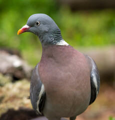 Вяхирь, лесной голубь, Common Wood Pigeon,  斑尾林鸽,  Ringe, ltaube, Pigeon ramier,  Ringdue, 