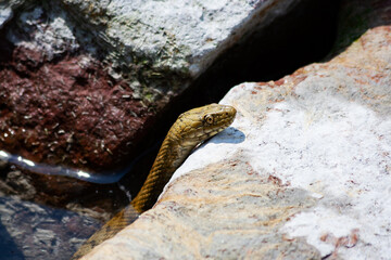 Water snake and grass snake . Freshwater fauna. Reptile and amphibian. Aquatic world.