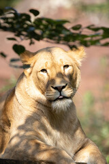 lion in the zoo