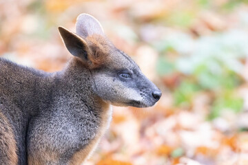 kangaroo in the grass
