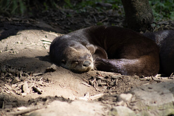 Fototapeta premium sleeping seal