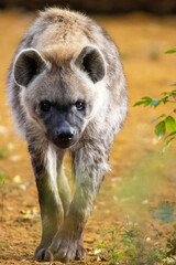 Obraz premium portrait of a hyena