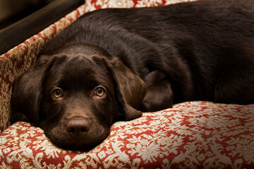 Portrait of a chocolate labrador retriever puppy lies on an armchair.