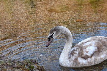 The swan swims along the Bled Lake in Slovenia.