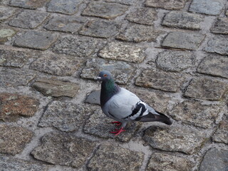 Ein Auge auf den Beobachter