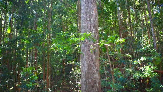 Large tree in jungel forest. Camera rises through rainforest canopy along trunk
