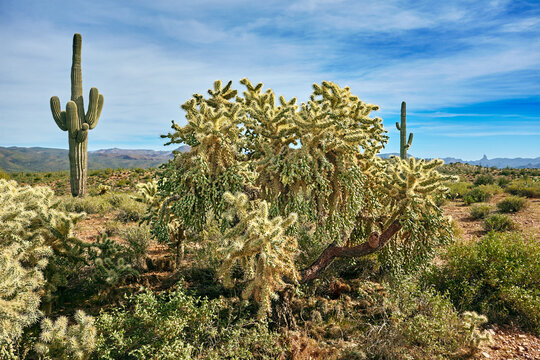 Huge chain fruit cholla, also known as a jumping cholla,  in the Tonto National Forest, Arizona
