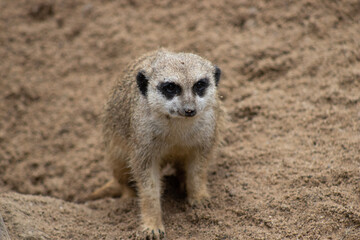 Fototapeta premium meerkat on guard
