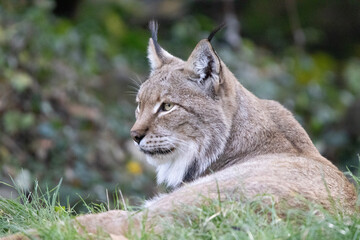Obraz premium portrait of a lynx