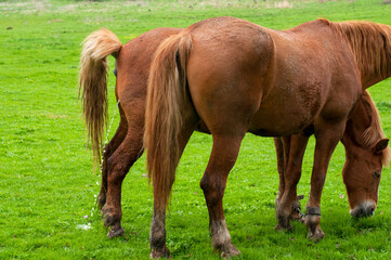 wild horse peeing on grass land