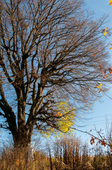 Religious cross in nature. Light of a clear sky.