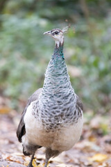 peacock in the zoo
