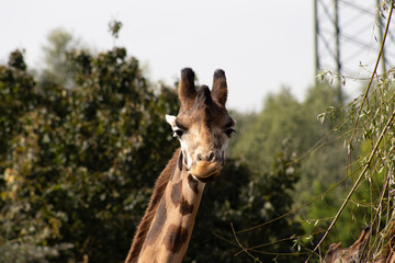 giraffe in the wild