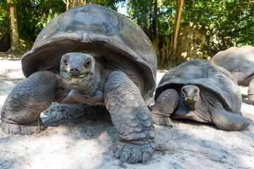 Giant Seychelles tortoise in natural habitat 