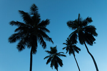 Fototapeta na wymiar Silhoutte of four palms in Seychelles