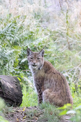 lynx in the grass