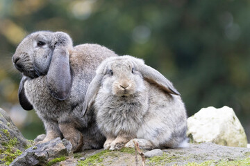 grey rabbit in the grass