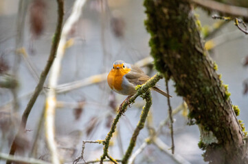 European robin sits on a branch